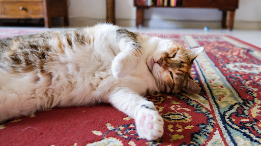 cute-cat-on-persian-rug.jpg