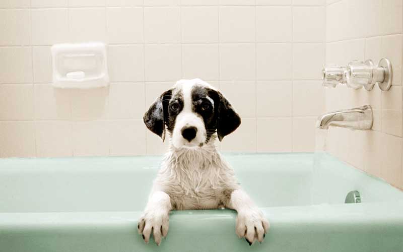 giving puppy a bath