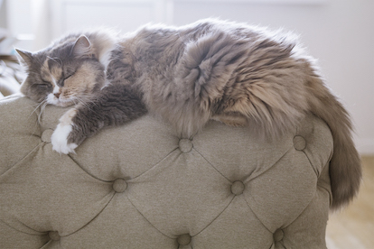 fluffy cat on couch