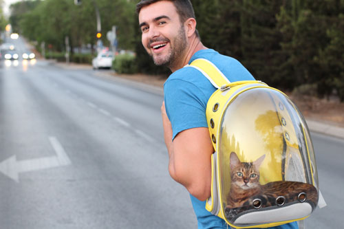 cat traveling with dad