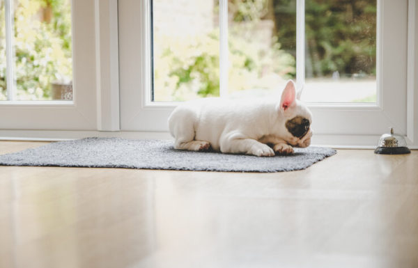 Cute French Bulldog puppy staring at service bell on the floor