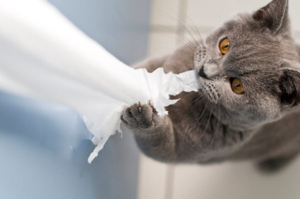 kitten ripping toilet paper