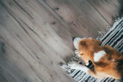 Beagle dog peacefully sleeping on striped mat on laminate floor