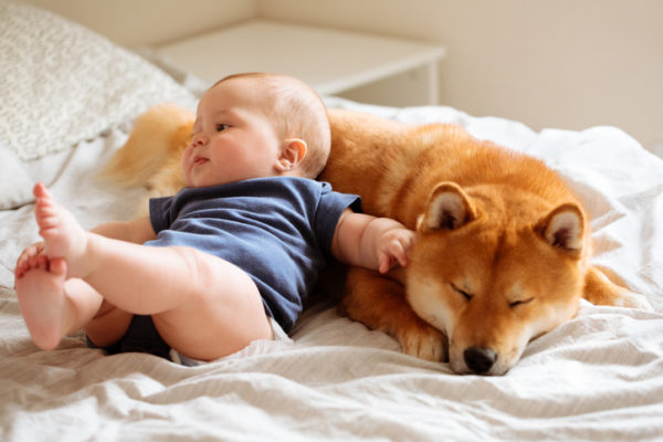 baby and Shiba Inu dog