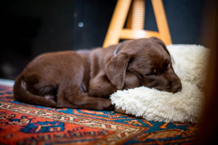 Cute chocolate labrador puppy laying on persian rug