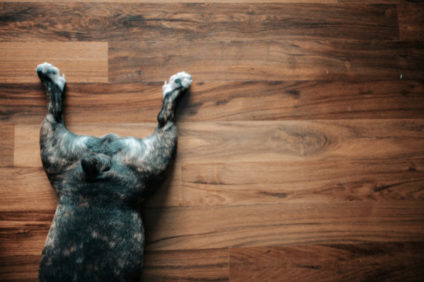 a french bulldog legs and short tail lying down on the wooden floor directly above