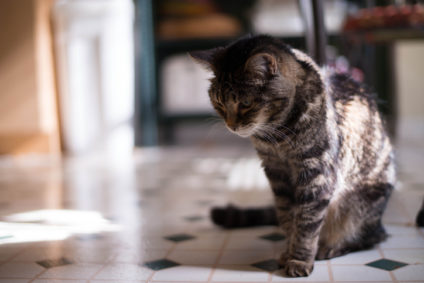 The Ultimate Guide to Cleaning and Maintaining Linoleum Floors