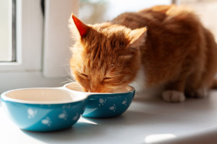 Red domestic cat eating
