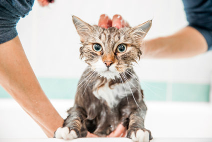 Woman Washing Siberian Cat
