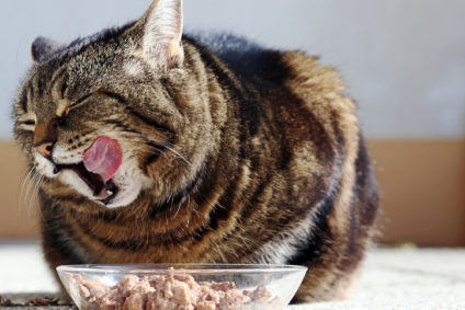 A cat is happy about its food