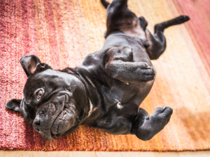 Staffordshire Bull Terrier rolling on his back on a rug