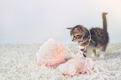 Studio shot of an adorable tabby kitten playing with a ball of wall