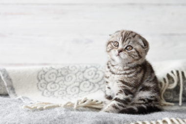 Cute scottish fold kitten sitting