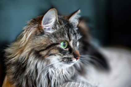 A portrait of the Russian Siberian cats