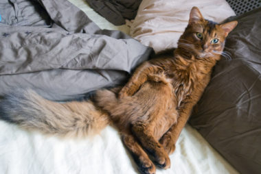 red fluffy cat of the Somali breed lies on the bed