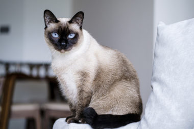 A tonkinese cat