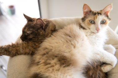 Two LaPerm cats are lying on top of each other.