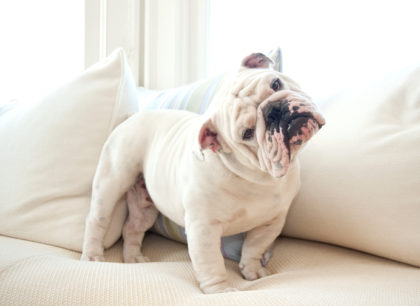 A cute English bulldog on a couch