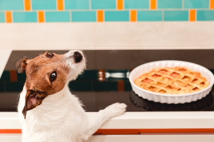 Jack Russell Terrier dog in kitchen