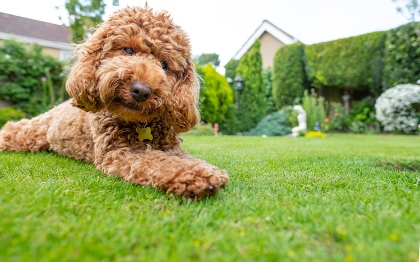 Young Poodle