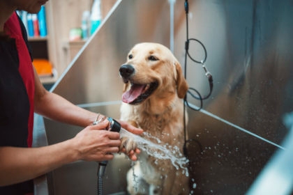 Golden retriever dog getting bathed in a pet grooming salon.